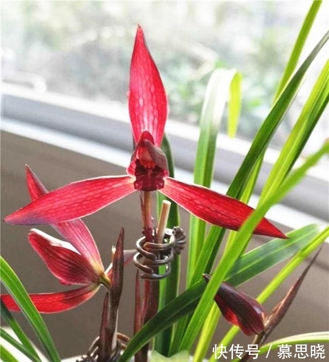 此兰,花色堪称“顶级”,甜香四溢,曾多次获奖,美得移不开眼!