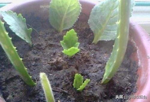 新芽|养长寿花,做到这3个关键点,开花特别多美极了,一盆能养上十年