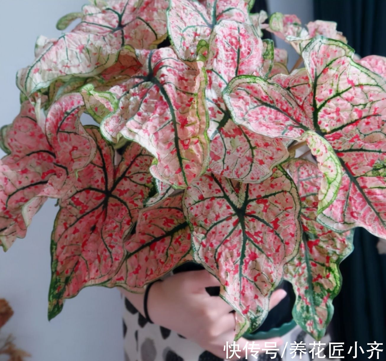 6种绿植不一般，叶片比“花”还好看，家里养一盆，特有“范”