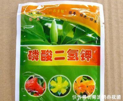 君子兰、蟹爪兰不开花,盆里加水加药,入冬就开花