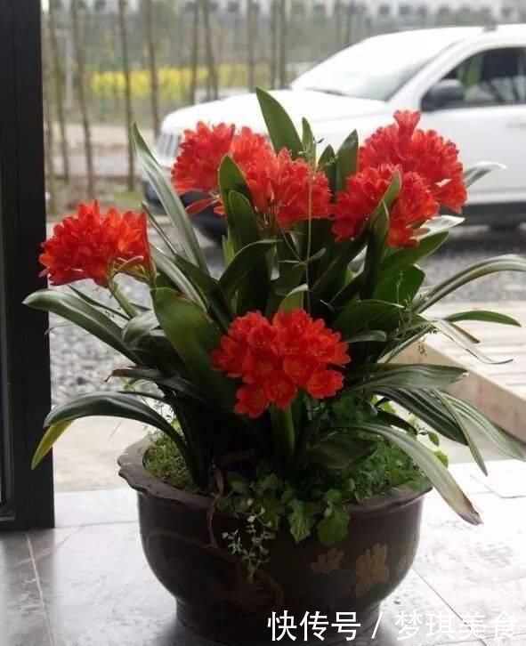 花卉换盆,4大“禁区”不要碰,否则黄叶掉花苞,换一盆死一盆