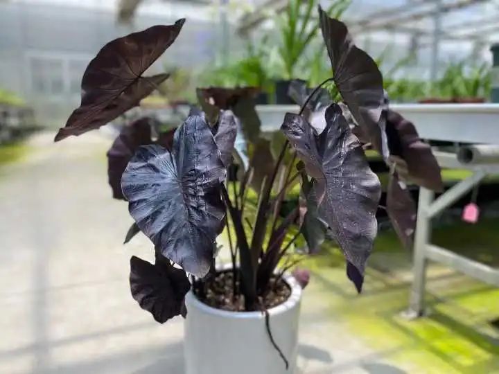 槟榔芋|据说“芋头”成了网红单品,一片破叶子居然要卖1000块