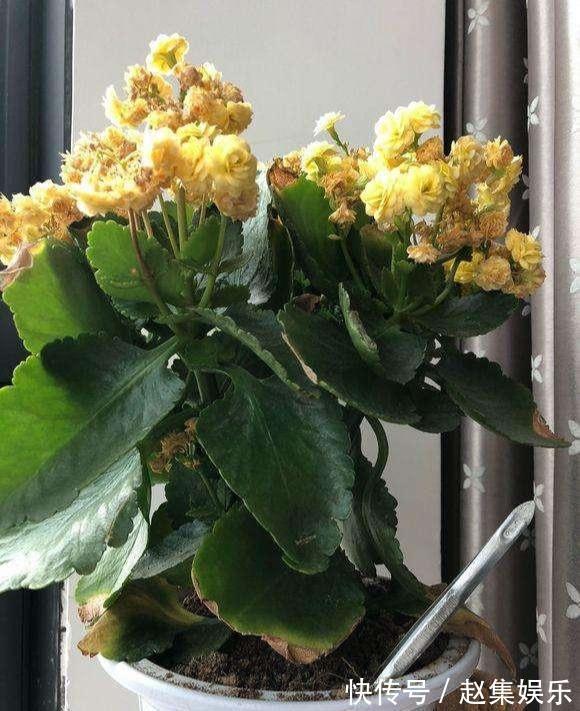 长寿花干瘪瘪改了3个小错误,新芽嗖嗖窜,爆花很简单