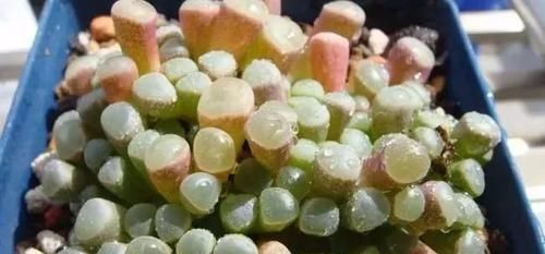 钱串景天|5种长相稀奇的多肉,养小花盆里照旧开花,可养很多年