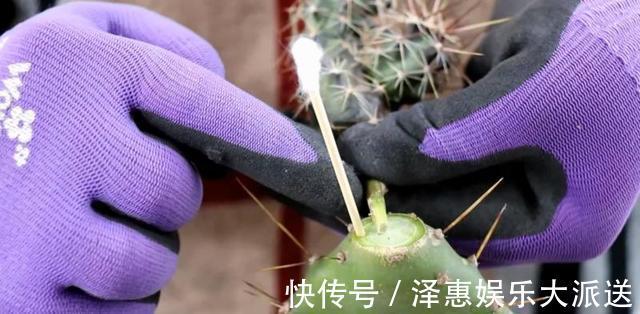 牙签插个洞，仙人球串一串，插到仙人掌上，串串开花挡不住