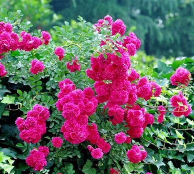 此花人称“旺家花”,花瓣泡水能养生,花香驱蚊虫,越养越健康