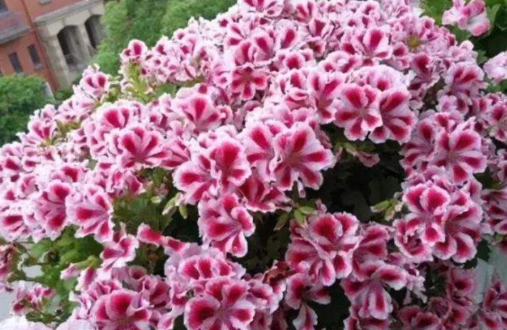 家养此款花卉，花大色艳胜玫瑰，花香四溢飘满屋，美爆了