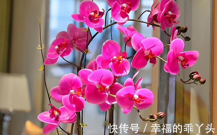 冬天养4盆花,浇水很关键,管住手才能多开花,你了解嘛