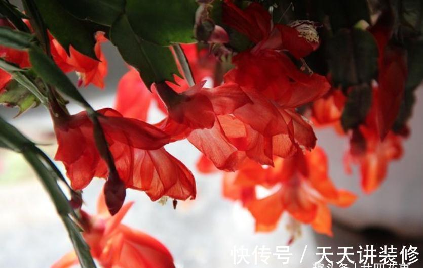 休眠|9月做件事,唤醒蟹爪兰,10月3方法,年底花开爆