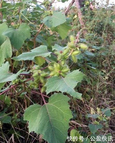 中毒|苍耳,随处可见的一种植物,你知道它的作用和禁忌吗