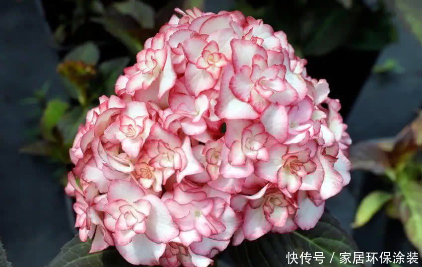 绣球花大合集，6个单品都不错，你最喜欢哪种？