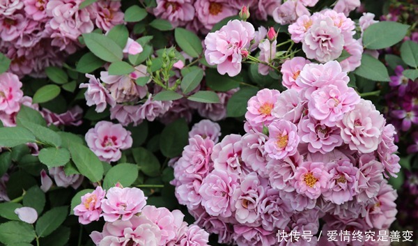 喜欢玫瑰，那就养盆“玫瑰珍品”紫晶巴比伦，花姿淡紫，富贵祥瑞