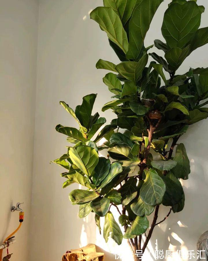 这棵守家树,摆客厅长2米高,霸气又镇宅