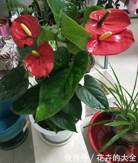 绿叶|红鹅掌养护好,绿叶出现焦边,开花数量少,老花农教你解决