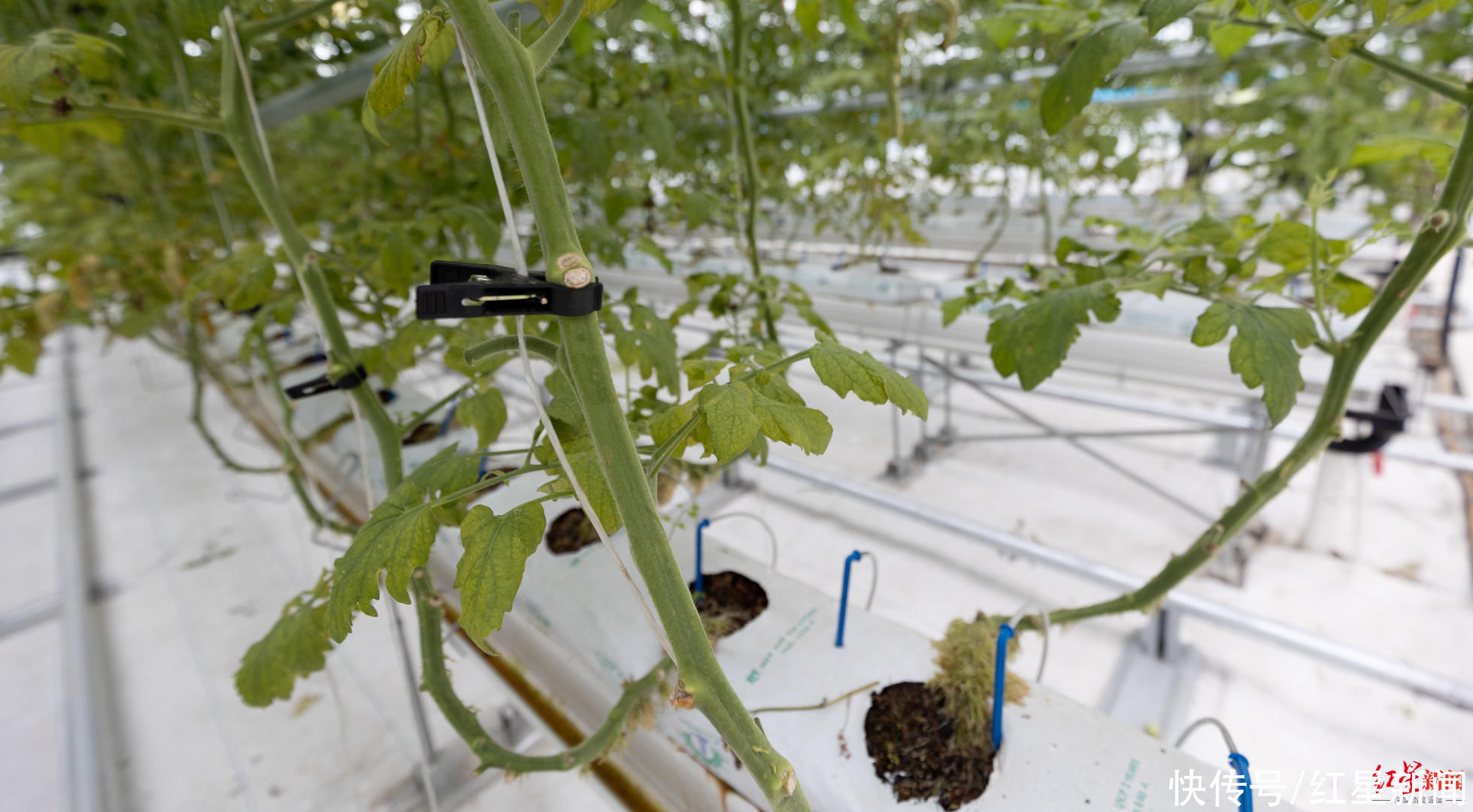 红星新闻记者|成都种出巨型南瓜！种植工作人员：200斤算小的，最大的541斤