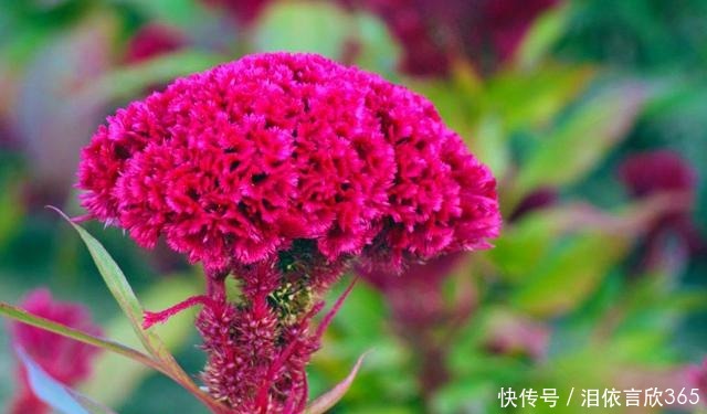 赏花|适合阳台养的3种花,清新优雅更艳丽,比绿萝还好养,四季能赏花