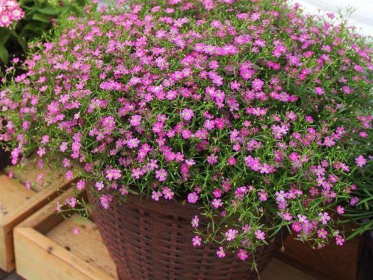 不会养花?就那选择”几种花“,好养易爆盆,惊艳如花球,美翻了