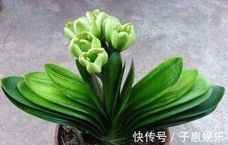 磷酸二氢钾|头次见用“它”浇君子兰,怪不得叶子又宽又绿,太实用了