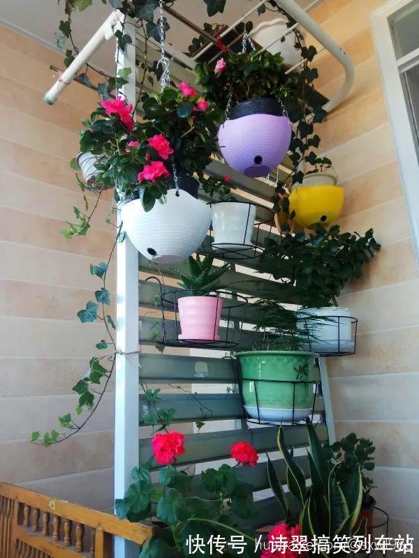 花花|阳台党的烦恼,没有院子,只能挖空心思养花