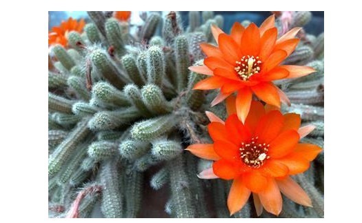 以下6种花卉,越是忘记浇水,越容易长爆盆!