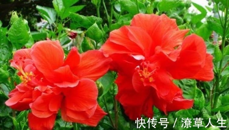 养花就养4种花，家里养一盆，开花漂亮花期长，不易生病好养护