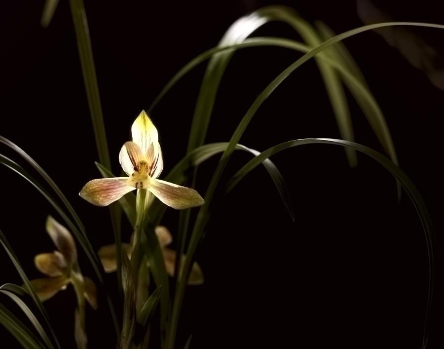 名花|盘点9种名贵花草,每一种都高贵优雅,看看有你喜欢的吗?