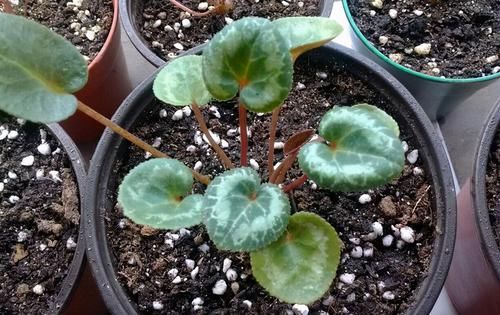 仙客来忒难养？3个小技巧，花朵一簇簇，开了180天