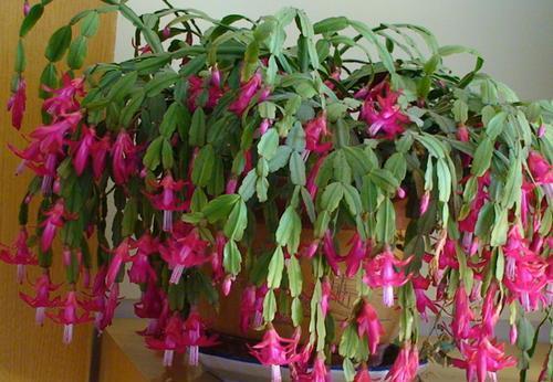 夏天|5月来临,3种花别再买了,怕热又怕晒,养不好白费力