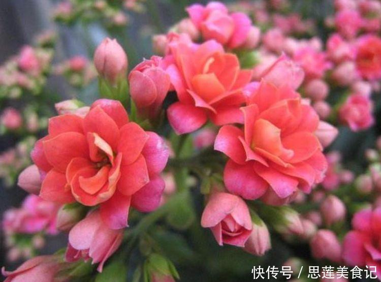 超漂亮的4种花，长势好、花色艳，家里养一盆，开花红又旺