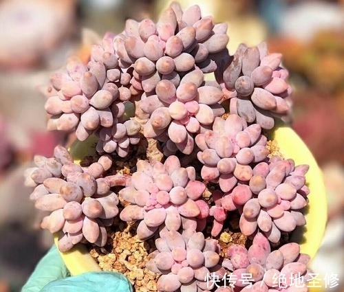 厚叶|3种多肉植物,号称“爆崽小能手”,晒一晒上色美,容易群生爆崽