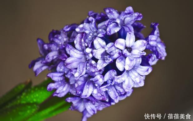 新手养护花卉,就养婚礼上常见,花开烂漫,人见人爱的花卉!