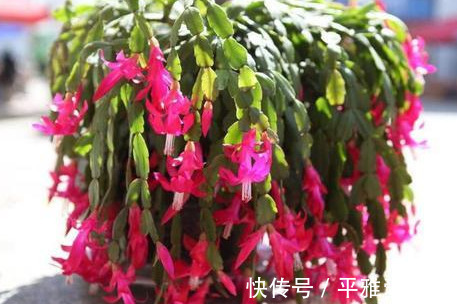 秋季|秋季入手长寿花、蟹爪兰,按照此3点护理,开花数量翻一翻