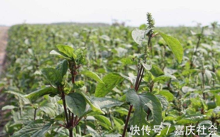 刘婆婆|农村老人说吃此物“力大如牛”,农村常见,年轻人有需求却不认识