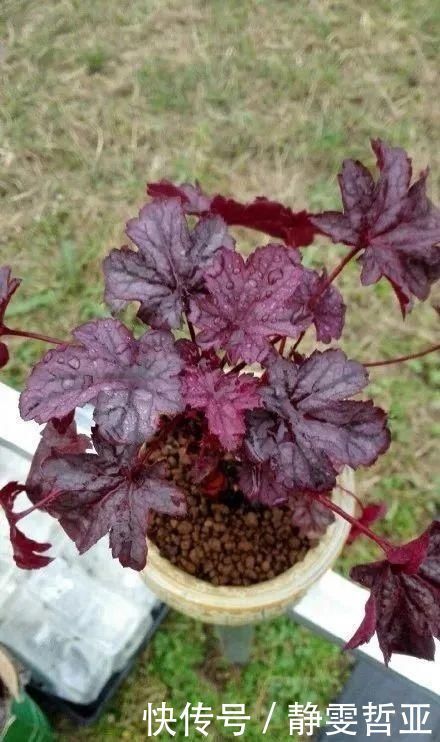 虎皮兰,红掌,吊兰养成老桩，变成大树，真壮观