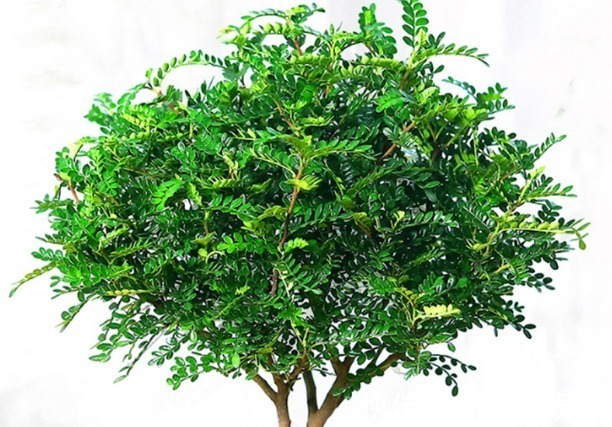 养花真不如养几种盆景,摆在家里时尚又漂亮,美观又养眼