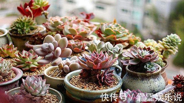 多肉植物越长越瘦是你不会捣鼓,教你4招,个个胖鼓鼓