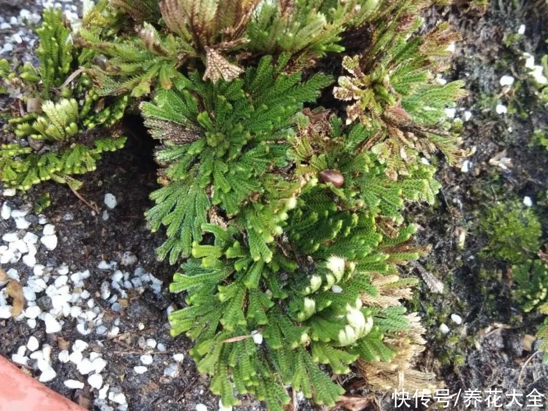 山上遇到“还魂”草，千万不要挖，养不活还破坏环境