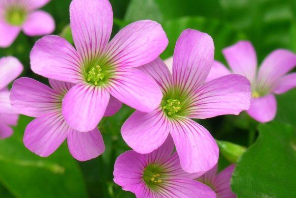 农历7月6号起 最适合养这些花 漂亮像玫瑰 一年四季开放 粉紫色 农历7月6号起 最适合养这些花 漂亮像玫瑰 一年四季开放 粉紫色