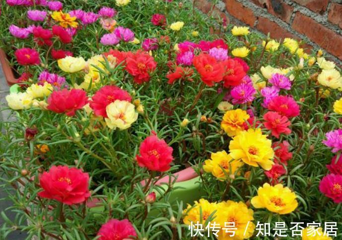 吊兰|让人省心的10大花卉，个个是“耐养型”，绿萝没上榜