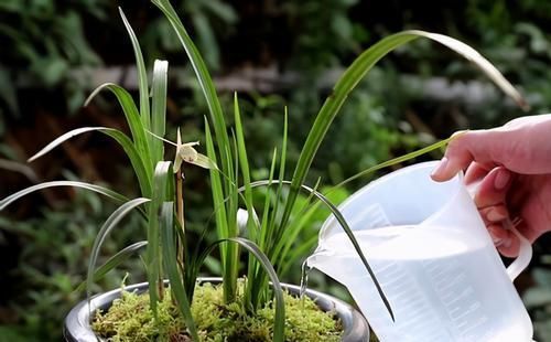 如何将兰花盆栽好？将这5方面落实到位就成功了一大半