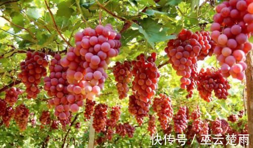 常吃|常吃葡萄的人,身体不会差,但切忌与一物同食,越早清楚越好