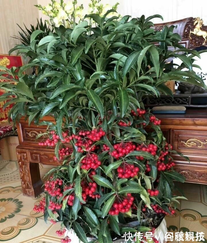盆栽|家里摆上10种花，越来越兴旺、发达，个个都是“吉祥”花