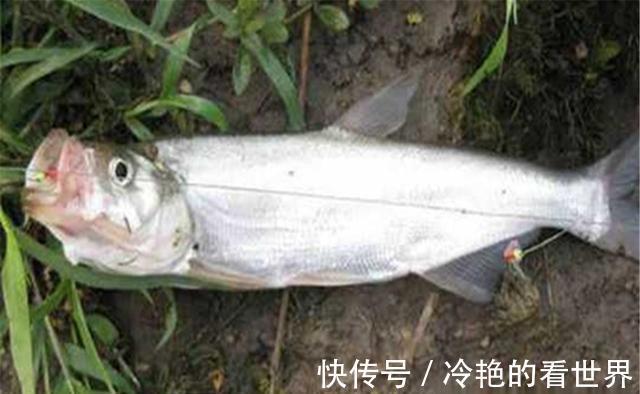 虾皮串钩|狂拉翘嘴的几种好方法,翘嘴大小不同,钓法完全不同