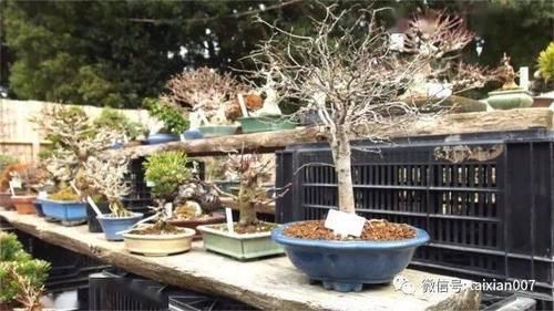 如何挑选好的盆景
