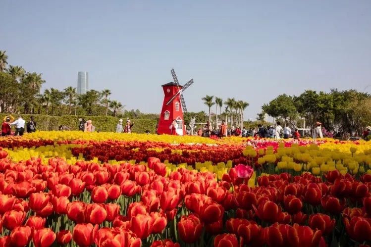 郁金香开成花海，许你一场浪漫邂逅