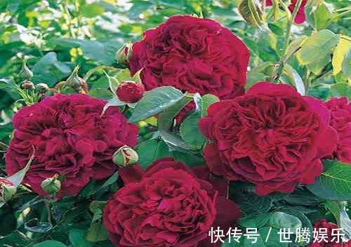 植株|红的发紫的月季花——莎士比亚2000,颜值和香味都双高