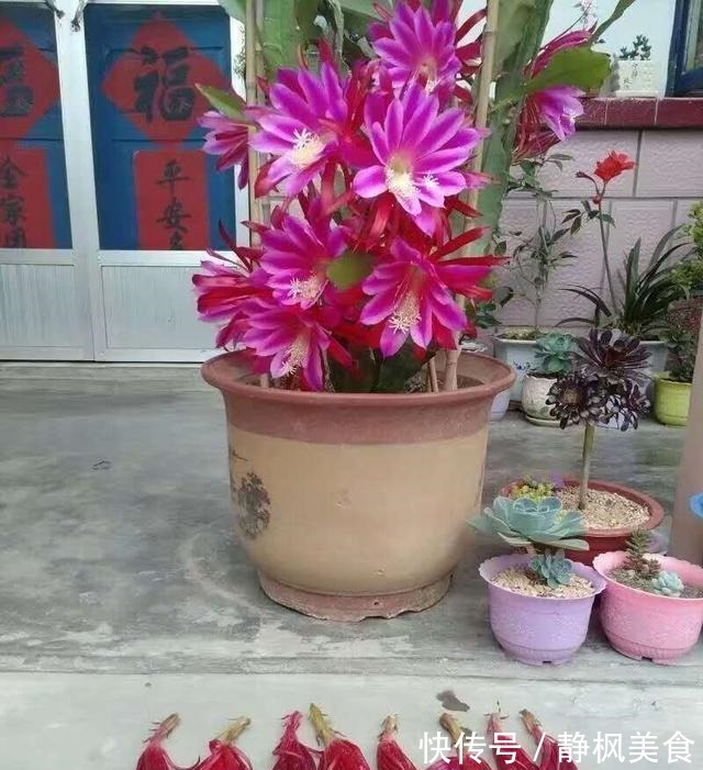 一棵“仙人掌”,叶子“软踏踏”,搭个铁丝架,开出一串“荷花”