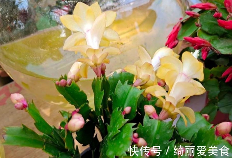 养蟹爪兰,怎么催花?没有磷酸二氢钾就用它,1个月1次
