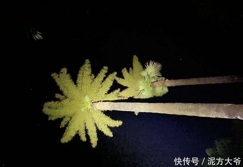 等待50年!西双版纳热带植物园今年7株贝叶棕开花