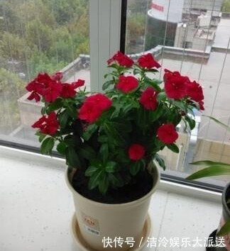 吴大妈只养“3种花”,一年300多天有花看,开成花海,特美!